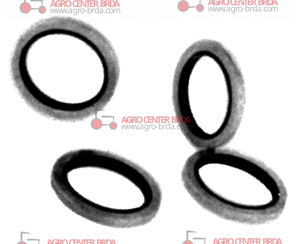 BONDED GASKET WITH RUBBER RING INSIDE